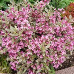 krzewuszka-all-summer-monet-verweig8-weigela.jpg