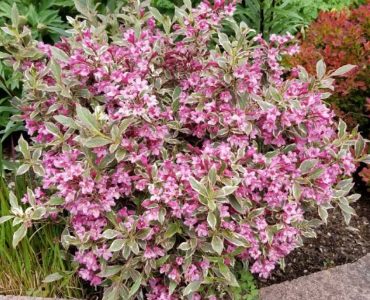 krzewuszka-all-summer-monet-verweig8-weigela.jpg