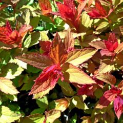 leaf-3264512_1920-1725x1080-1.jpg