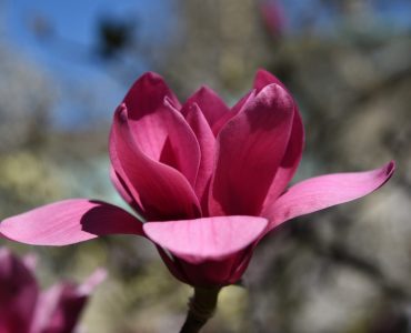 magnolia-1541165_1920-1-1619x1080-1.jpg