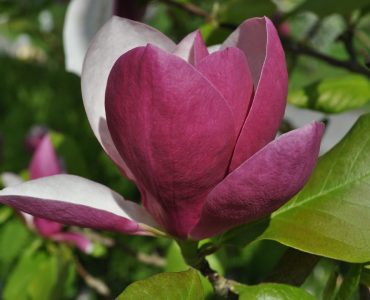 magnolia-369253_1920-1626x1080-2.jpg