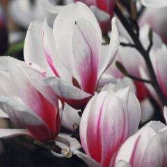 magnolia-4816172_1920-1620x1080-1.jpg