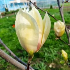 magnolia-6213994_1920-1440x1080-1.jpg