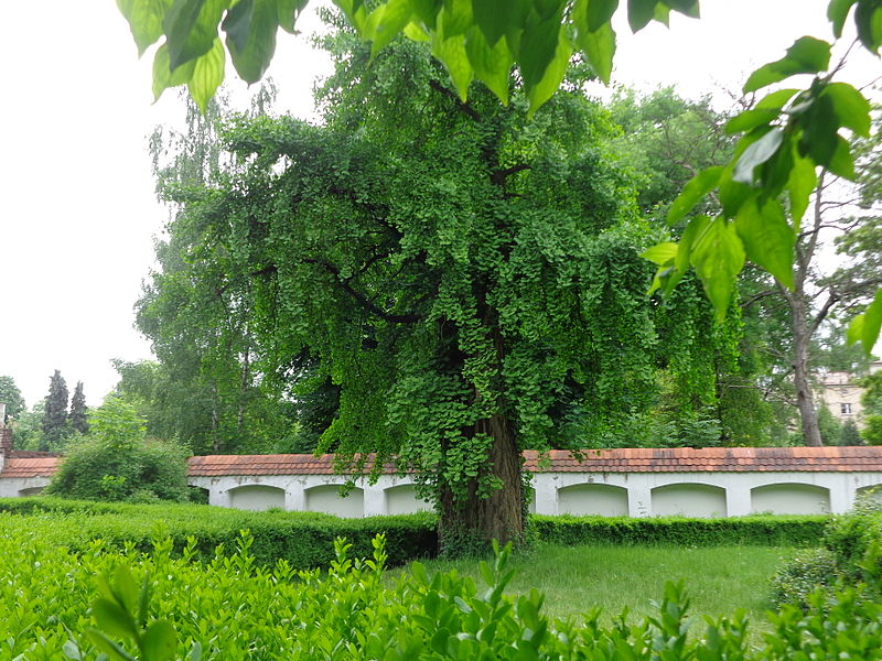 Miłorząb dwuklapowy(Ginkgo biloba) - obrazek 2