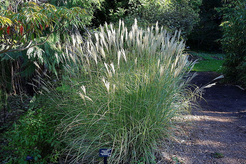 Miskant chiński "Kleine Fontane"(Miscanthus sinensis) - obrazek 2