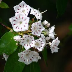 mountain_laurel_3978303202.jpg