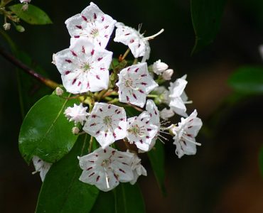 mountain_laurel_3978303202.jpg