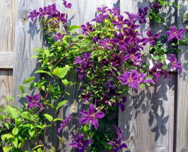 nature-fence-plant-flower-purple-bloom-576650-pxhere.com_-1243x1080-1.jpg