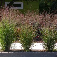 panicum_virgatum1.jpg