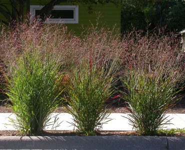 panicum_virgatum1.jpg