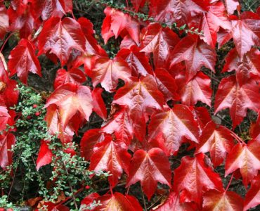 parthenocissus_tricuspidata_-_boston_ivy_-_geograph.org_.uk_-_565377.jpg