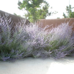 perovskia_atriplicifolia_1c.jpg