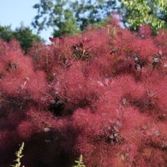 peruckenstrauch_cotinus_coggygria_9481151286.jpg
