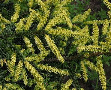 picea-orientalis-aureospicata.jpg