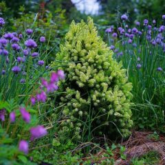 picea_glauca_var._albertiana_daisys_white.jpg