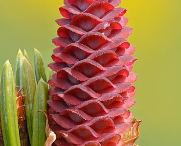 Stacked from 45 images