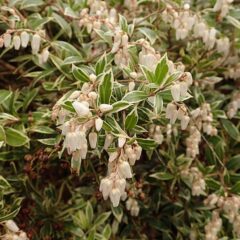pieris_japonica_little_heath_2021-04-14_5548.jpg