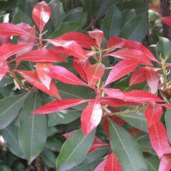 pieris_mountain_fire.jpg