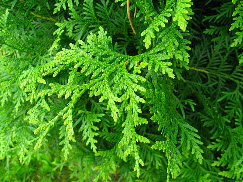 Żywotnik zachodni 'Brabant'(Thuja occidentalis) - obrazek 3
