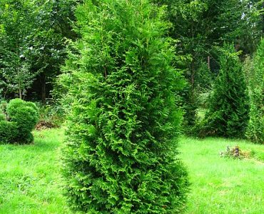 podlaskie_-_suprasl_-_kopna_gora_-_arboretum_-_thuja_occidentalis_brabant_-_plant.jpg