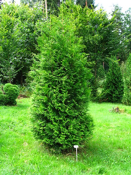 Żywotnik zachodni 'Brabant'(Thuja occidentalis)