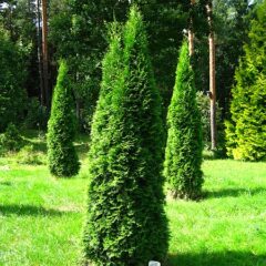 podlaskie_-_suprasl_-_kopna_gora_-_arboretum_-_thuja_occidentalis_smaragd_-_plant.jpg