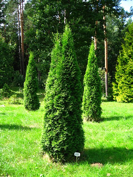 Żywotnik zachodni"Smaragd"(Thuja occidentalis)