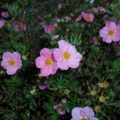 potentilla_fruticosa_2015-07-01_3661.jpg