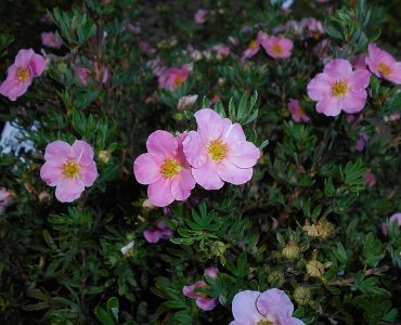potentilla_fruticosa_2015-07-01_3661.jpg