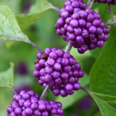 purple-1210857_1280.jpg