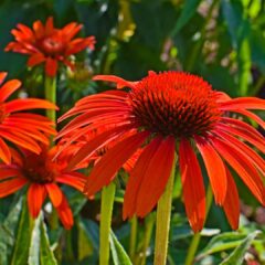 red-orange-echinacea-2402957_1920-1792x1080-1.jpg