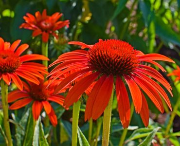 red-orange-echinacea-2402957_1920-1792x1080-1.jpg