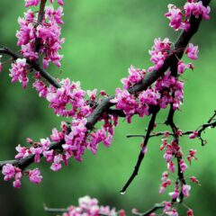 redbud-4920213_1920-1-1620x1080-1.jpg