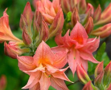 rhododendron__mixtum_norma_rustica_hybrid_azalea_27458706491.jpg