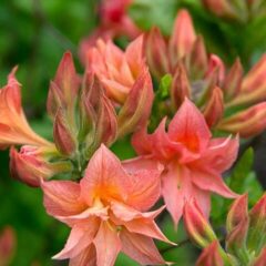 rhododendron__mixtum_norma_rustica_hybrid_azalea_27458706491.jpg
