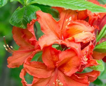 rhododendron_brazil_knap_hill_hybrid_azalea_27432125642.jpg