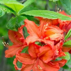 rhododendron_brazil_knap_hill_hybrid_azalea_27432125642.jpg