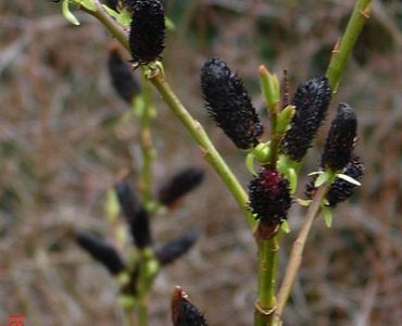 salix_gracilistyla_melanostachys_-_flickr_-_peganum_4.jpg