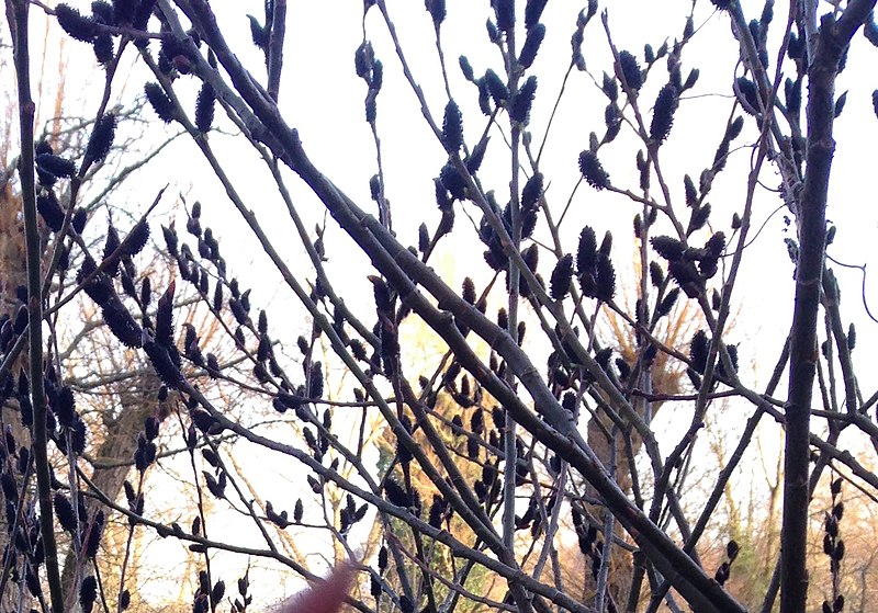 Wierzba smukłoszyjkowa "Melanostachys"(Salix gracilistyla) - obrazek 2