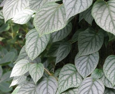schizophragma_hydrangeoides_moonlight_9342024823.jpg