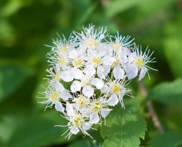 spiraea_corymbosa_4671535517.jpg