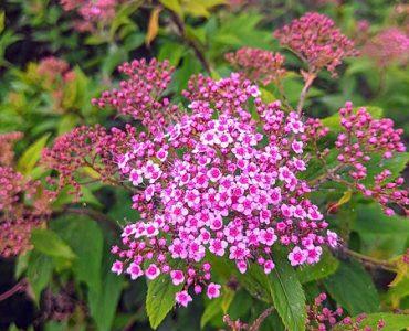 spiraea_japonica.jpg