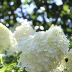 tags-flowers-4803716_1920-1620x1080-1.jpg