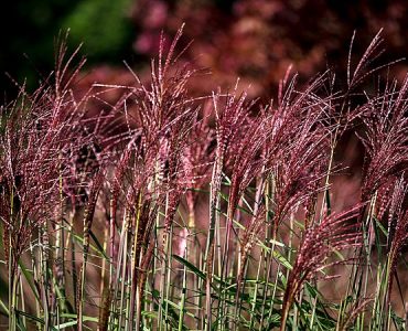 The Gars in th eMorning Sun in Hamburg / Germany