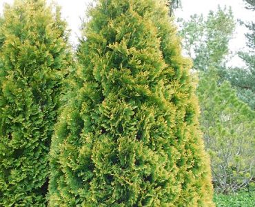 thuja_occidentalis_yellow_ribbon.jpg