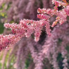 tree-6259306_1920-1878x1080-1.jpg