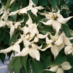 tree-plant-flower-botany-flora-flowers-463695-pxhere.com_-1638x1080-1.jpg