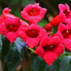 trumpet-flower-3723321_1920-1620x1080-1.jpg