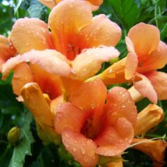 trumpet-folyondar-2453363_1920-1440x1080-1.jpg