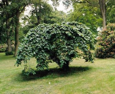 ulmus_glabra_camperdownii_in_dundee.jpg